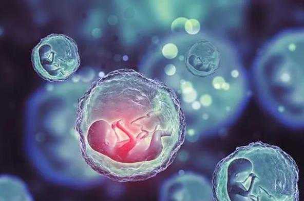 供卵试管婴儿的个人空间,试管婴儿供卵费用