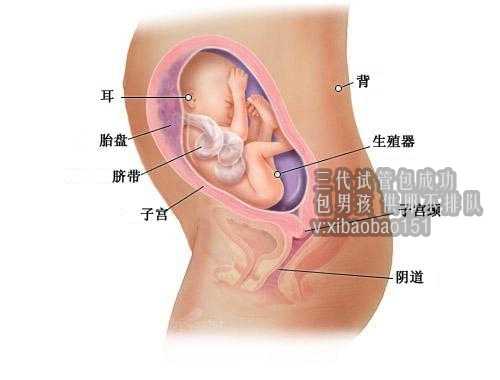 青岛a卵b怀医院,国内“捐卵”试管婴儿的全流程